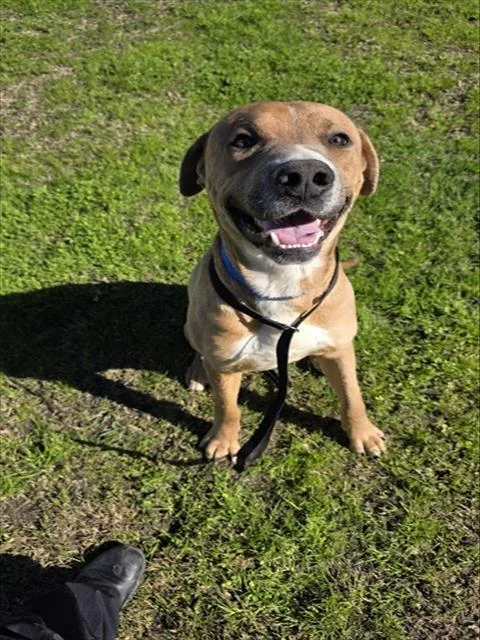 An adult large-sized male Labrador Retriever dog named Jagger for adoption in Riverside, CA