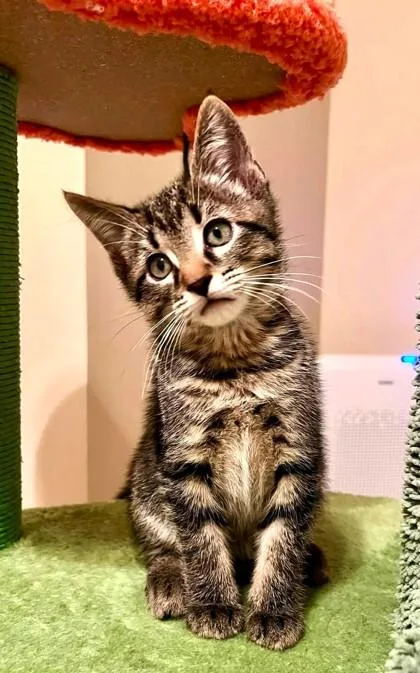 A baby small-sized male Brown / Chocolate Domestic Short Hair cat named Hank for adoption in Kansas City, MO