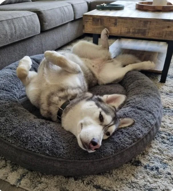 Sammie the Gentle Loving thumbnail 3