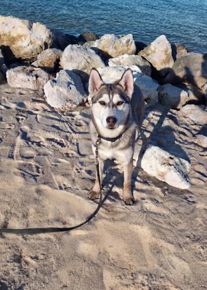 Sammie the Gentle Loving thumbnail 4