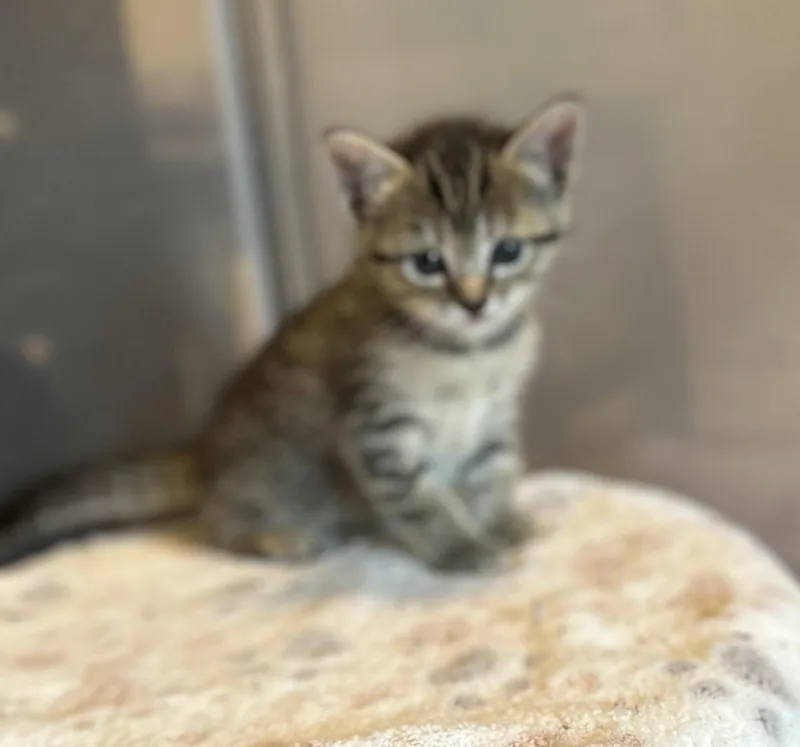 Isabella thumbnail 2