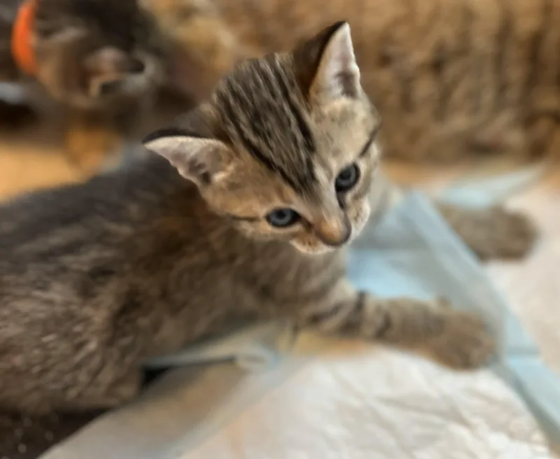 Isabella thumbnail 3