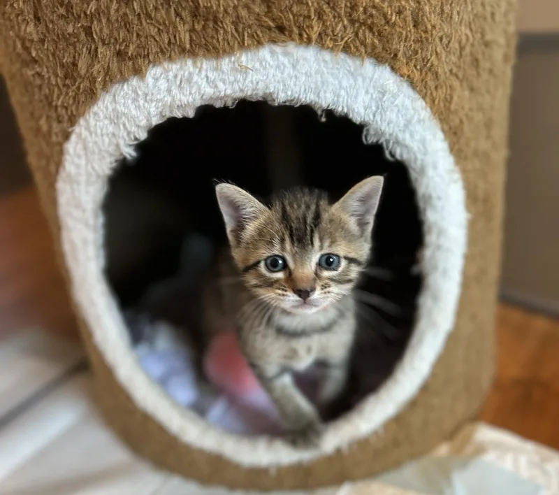 A baby medium-sized female Tabby (Gray / Blue / Silver) Domestic Short Hair cat named Isabella for adoption in Rossville, TN