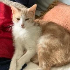 A young large-sized female Buff & White Domestic Short Hair cat named Amoralynn for adoption in Hudson, NY