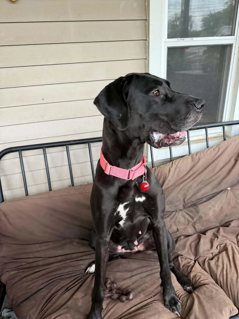 An adult large-sized female Great Dane dog named Diggy for adoption in Port Huron, MI