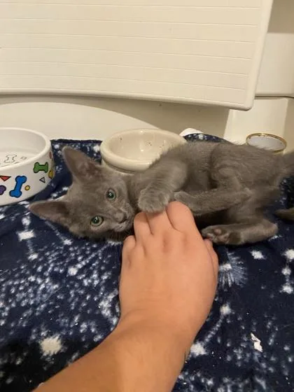 A young small-sized female Domestic Short Hair cat named Cruella for adoption in Columbus, IN
