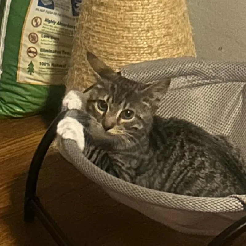 A baby medium-sized male Tabby (Brown / Chocolate) Domestic Short Hair cat named Nico for adoption in Newark, NJ