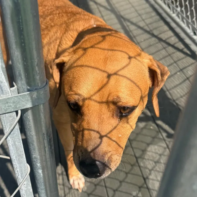 A senior large-sized female Yellow / Tan / Blond / Fawn Mixed Breed dog named Allie for adoption in Hinesville, GA