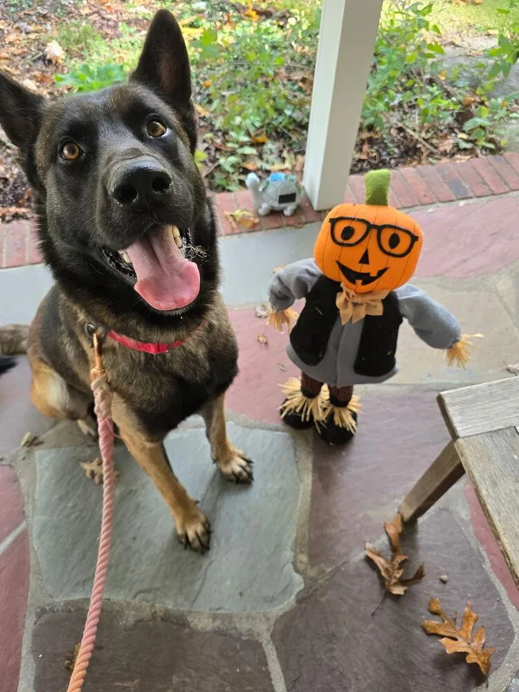 Niko Located In Pa thumbnail 2