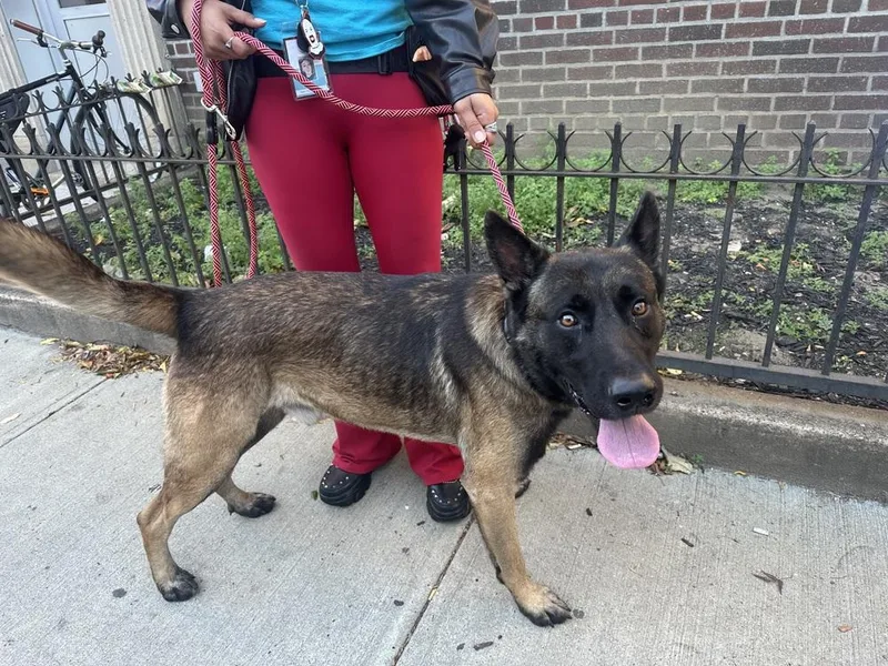 Niko Located In Pa thumbnail 3