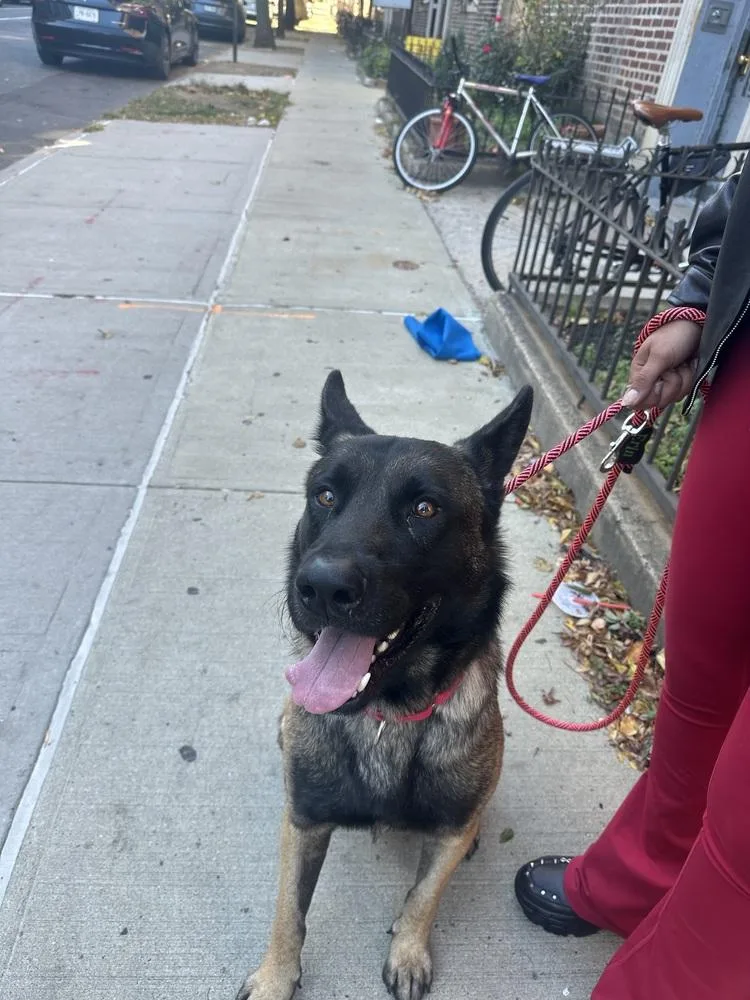 Niko Located In Pa thumbnail 4