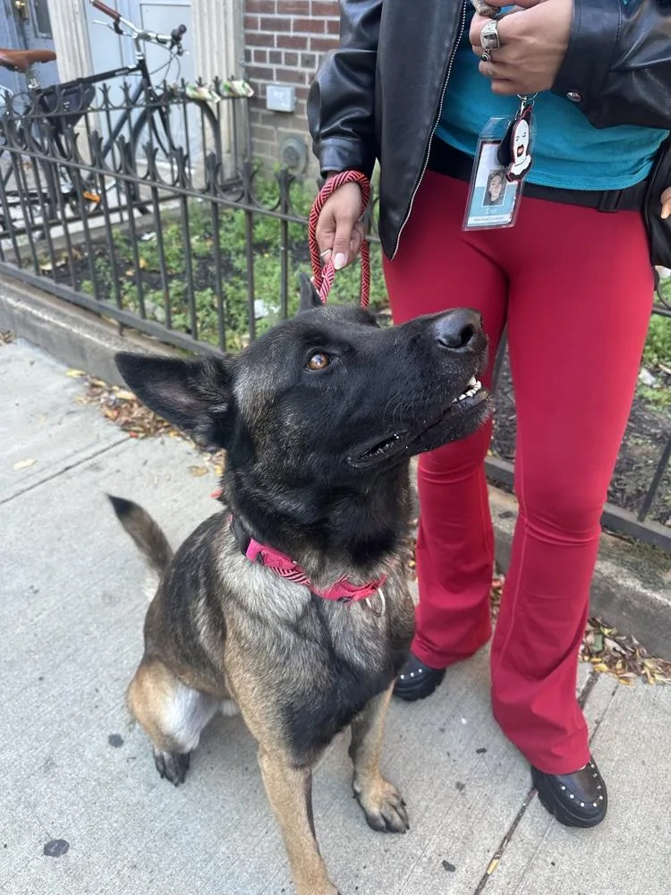 Niko Located In Pa thumbnail 5