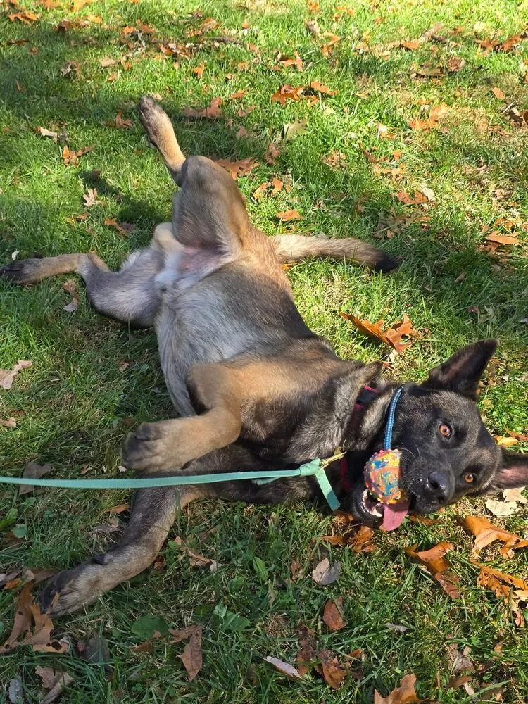 Niko Located In Pa thumbnail 6