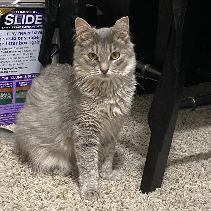 An adult small-sized male Domestic Medium Hair cat named Toby for adoption in Tulsa, OK