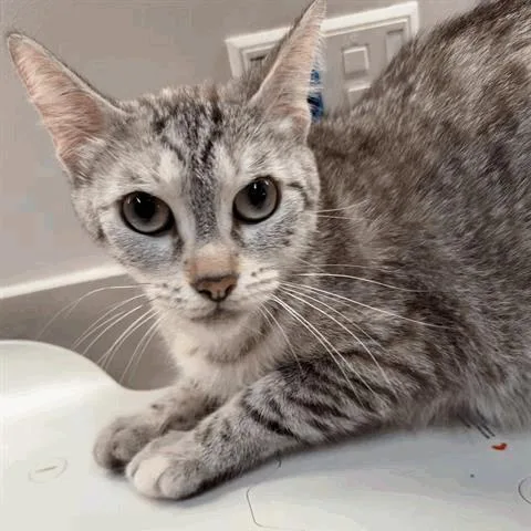 An adult large-sized female Gray / Blue / Silver Domestic Short Hair cat named Zora for adoption in Houston, TX
