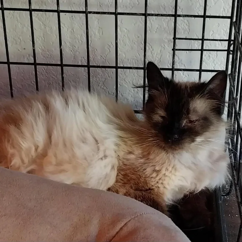 An adult medium-sized female Domestic Long Hair cat named Coconut for adoption in Baker City, OR