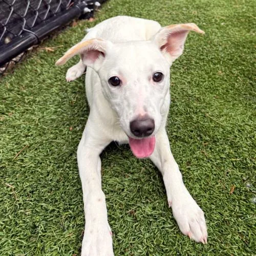 A young small-sized female Mixed Breed dog named Sarah for adoption in Groton, CT