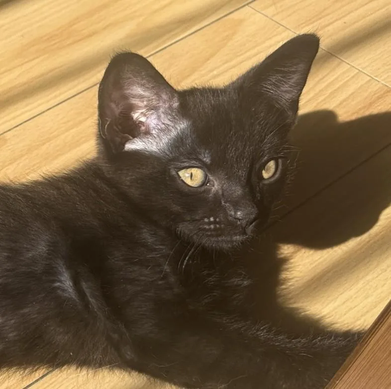 A baby small-sized male Domestic Short Hair cat named Little Bear for adoption in Burbank, CA
