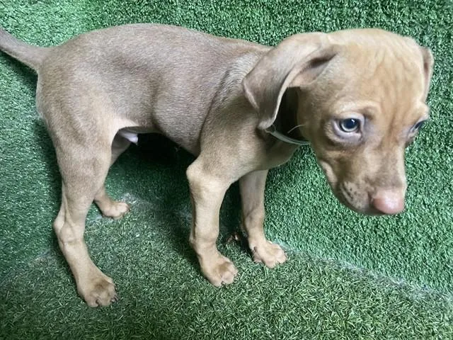 A baby small-sized male Doberman Pinscher dog named Flan for adoption in Lancaster, CA