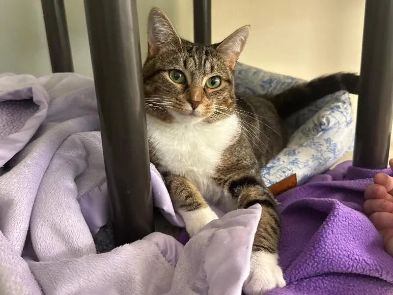 An adult medium-sized female Tabby (Brown / Chocolate) Domestic Short Hair cat named Viola for adoption in Arlington, WA