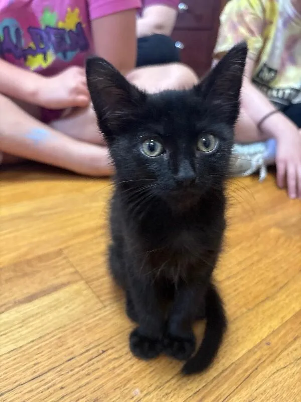 A young medium-sized male Black Domestic Short Hair cat named Crash for adoption in Grand Rapids, MI