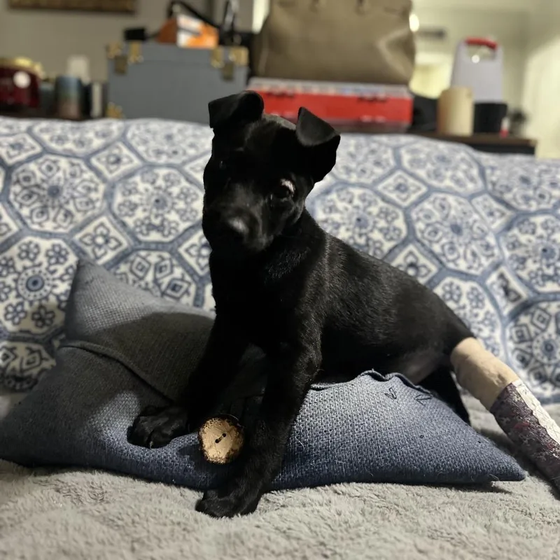 A baby large-sized male Black Labrador Retriever dog named Merle for adoption in Riverside, CA