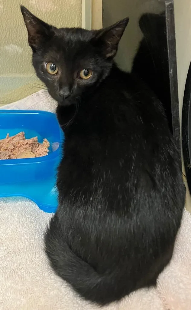 A baby medium-sized female Domestic Short Hair cat named Pepper for adoption in Christiansburg, VA