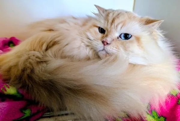 An adult medium-sized male Flame Point Himalayan cat named Flame for adoption in Kenosha, WI