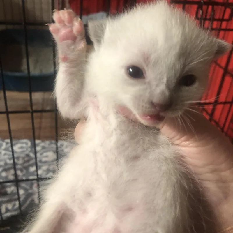 A baby small-sized female White Domestic Short Hair cat named Blaze for adoption in Winston Salem, NC