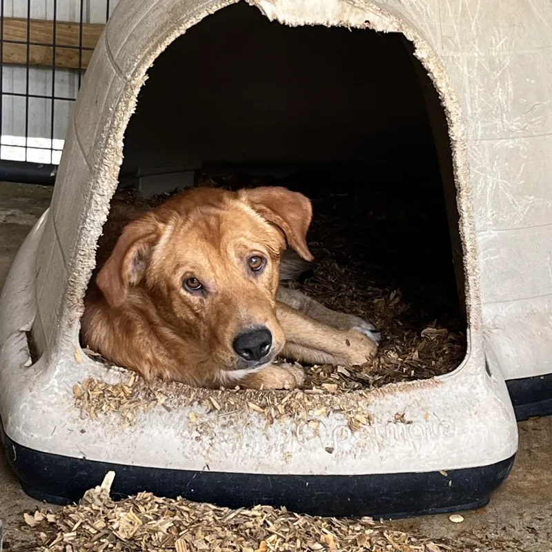 An adult medium-sized male Golden Labrador Retriever dog named Wesley for adoption in Parrish, AL