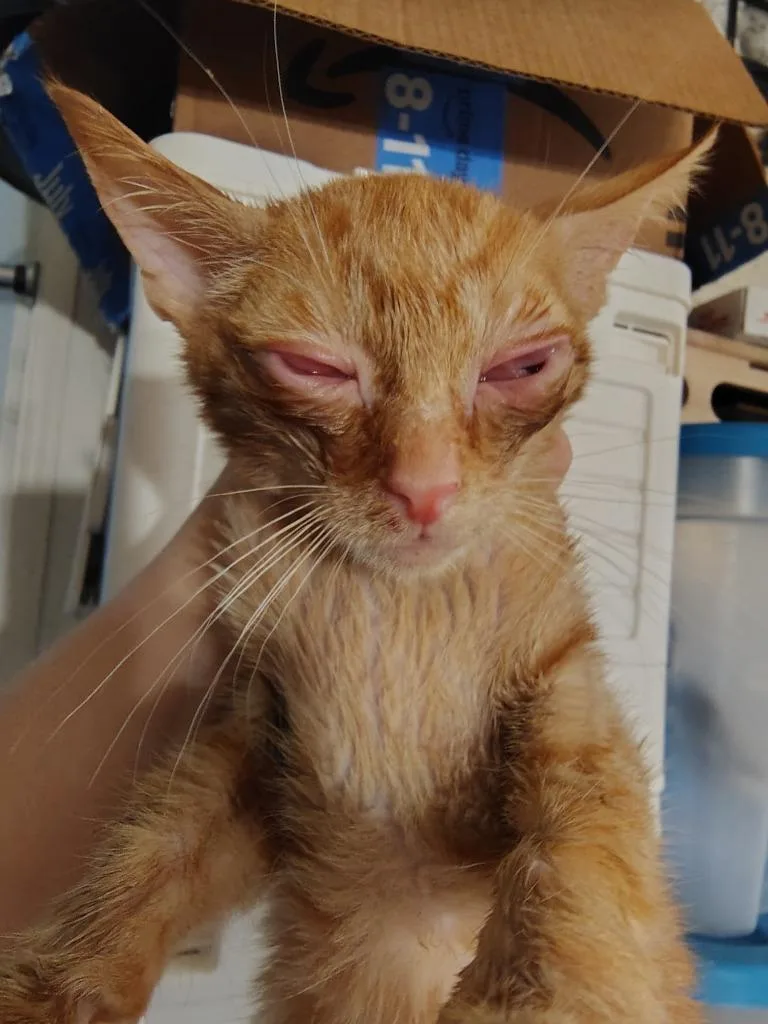 A baby small-sized male Domestic Short Hair cat named Pumpkin for adoption in New Braunfels, TX