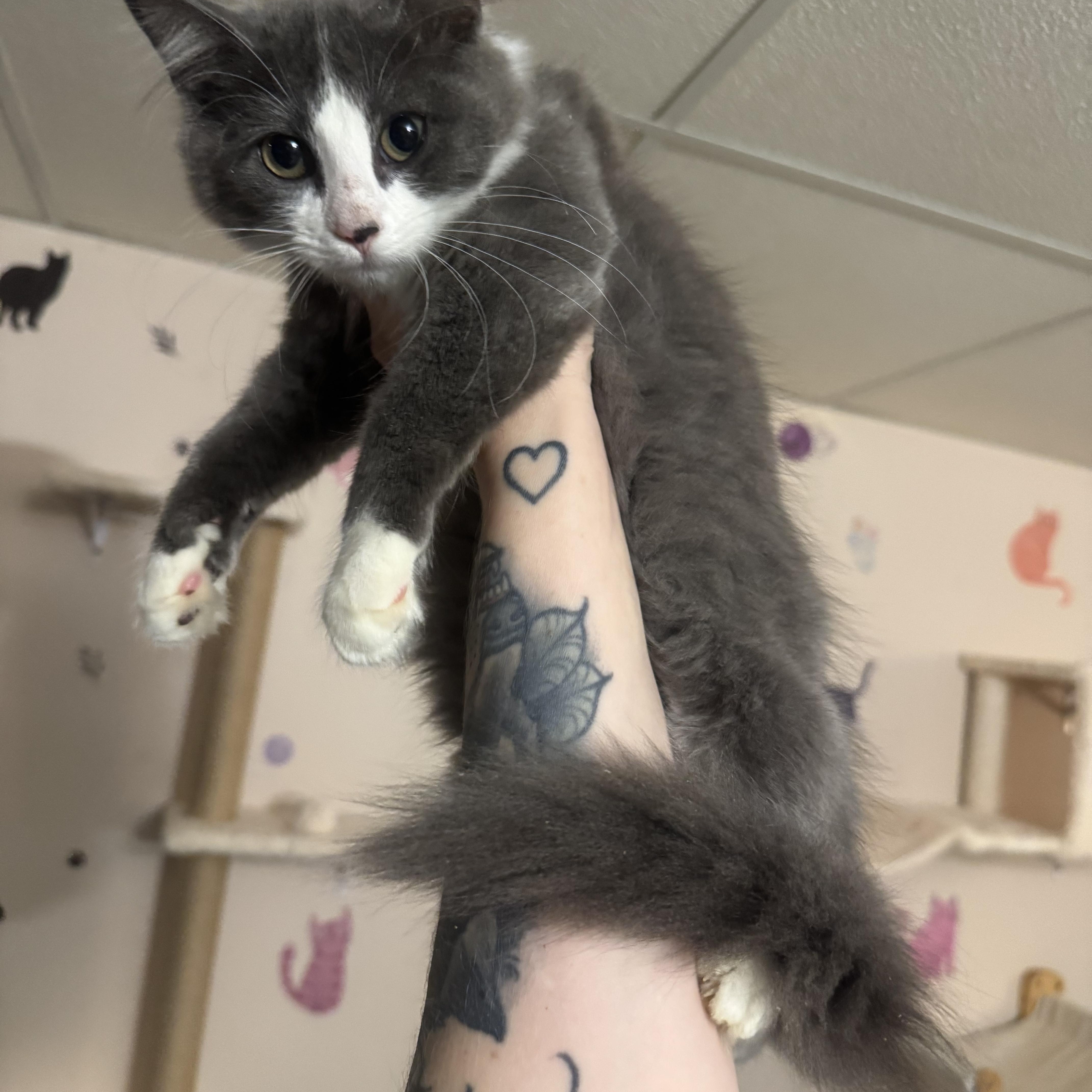 A baby medium-sized female Gray / Blue / Silver Domestic Long Hair cat named Chelsea for adoption in Hamilton, NJ