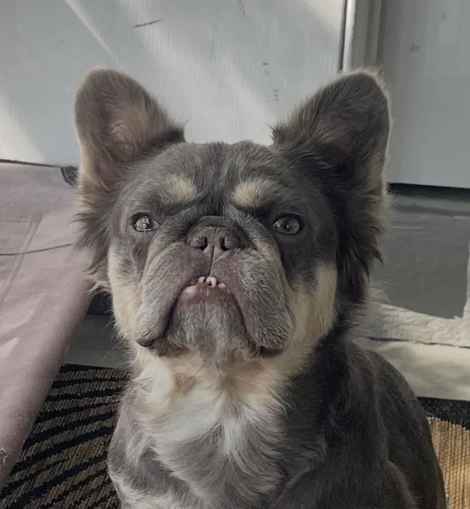 An adult medium-sized female French Bulldog dog named Roulette for adoption in PALM BAY, FL
