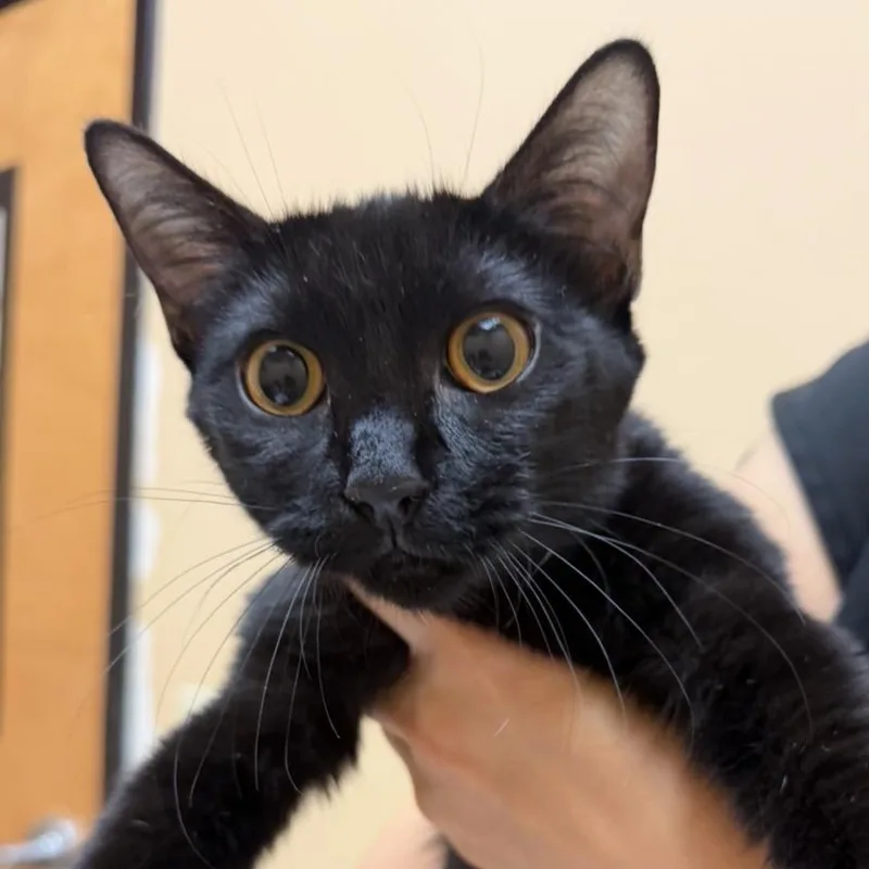 A baby small-sized female Black Domestic Short Hair cat named Bella for adoption in Midland, TX