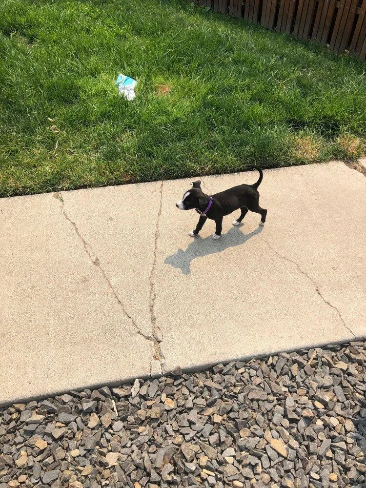 A baby small-sized female Mixed Breed dog named Ranch for adoption in Spokane, WA
