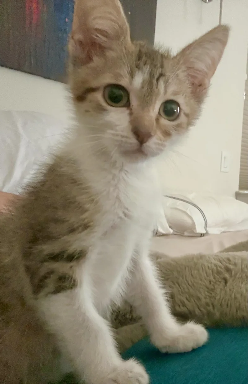 A baby small-sized male Domestic Short Hair cat named Lemmy for adoption in Houston, TX