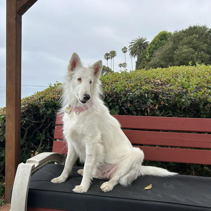 A young medium-sized female White / Cream Bearded Collie dog named Stardust for adoption in Riverside, CA