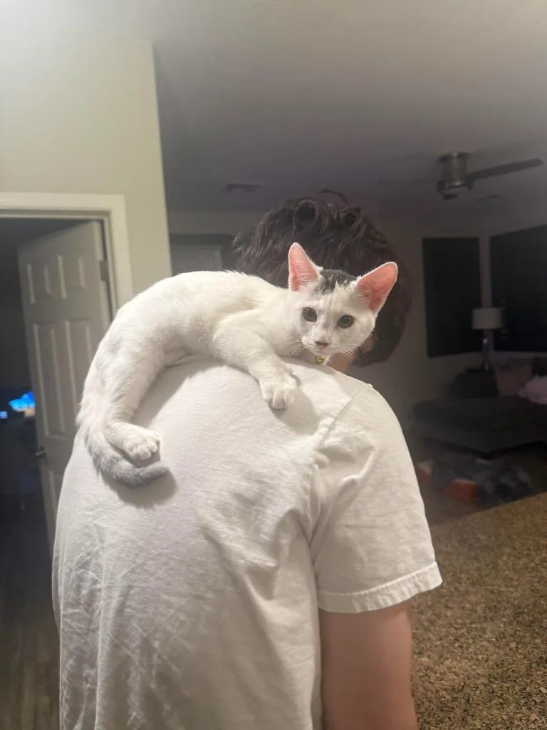 A baby medium-sized female Domestic Short Hair cat named Buchanan Rain for adoption in Peoria, AZ