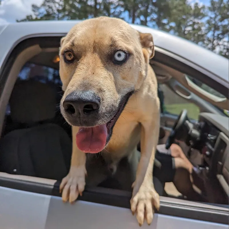 Loki Aka Scott thumbnail 2