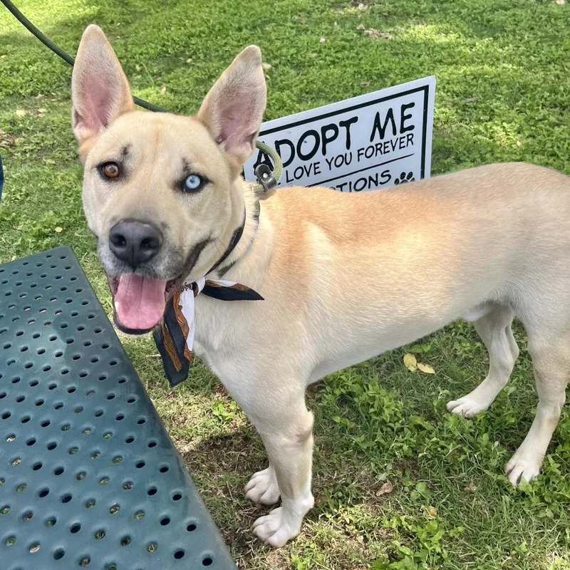 Loki Aka Scott thumbnail 5