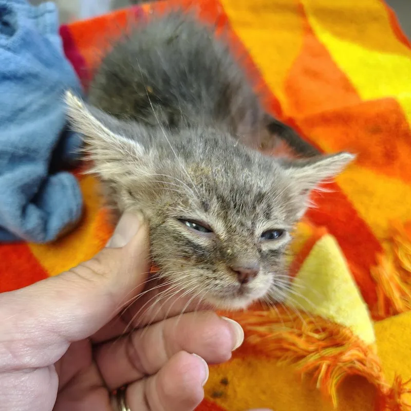 A baby small-sized male Gray / Blue / Silver Domestic Short Hair cat named Aquila for adoption in Coos Bay, OR