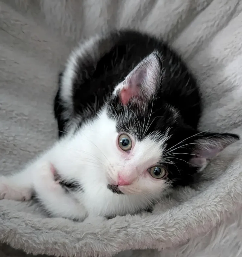 A baby small-sized male Domestic Short Hair cat named Santorini for adoption in Newnan, GA