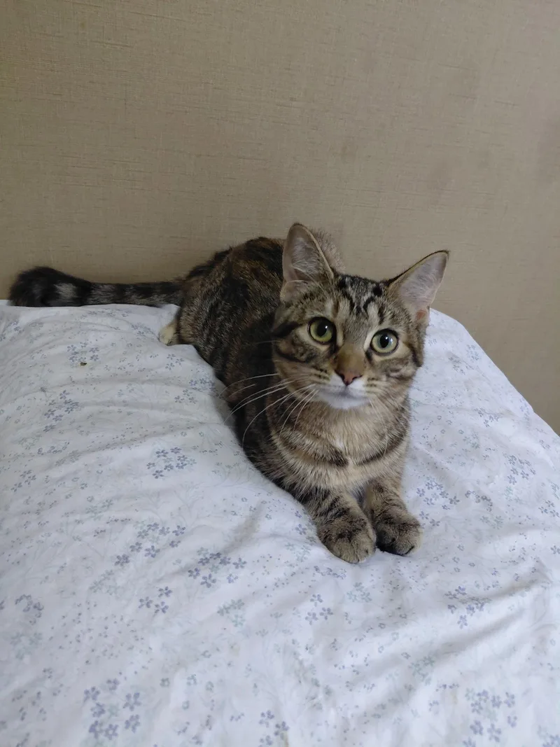 A young medium-sized female Domestic Short Hair cat named C Litter Doechii for adoption in Livonia, MI