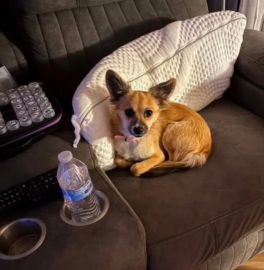 A young small-sized female Chihuahua dog named Cinnamon for adoption in Matthews, NC