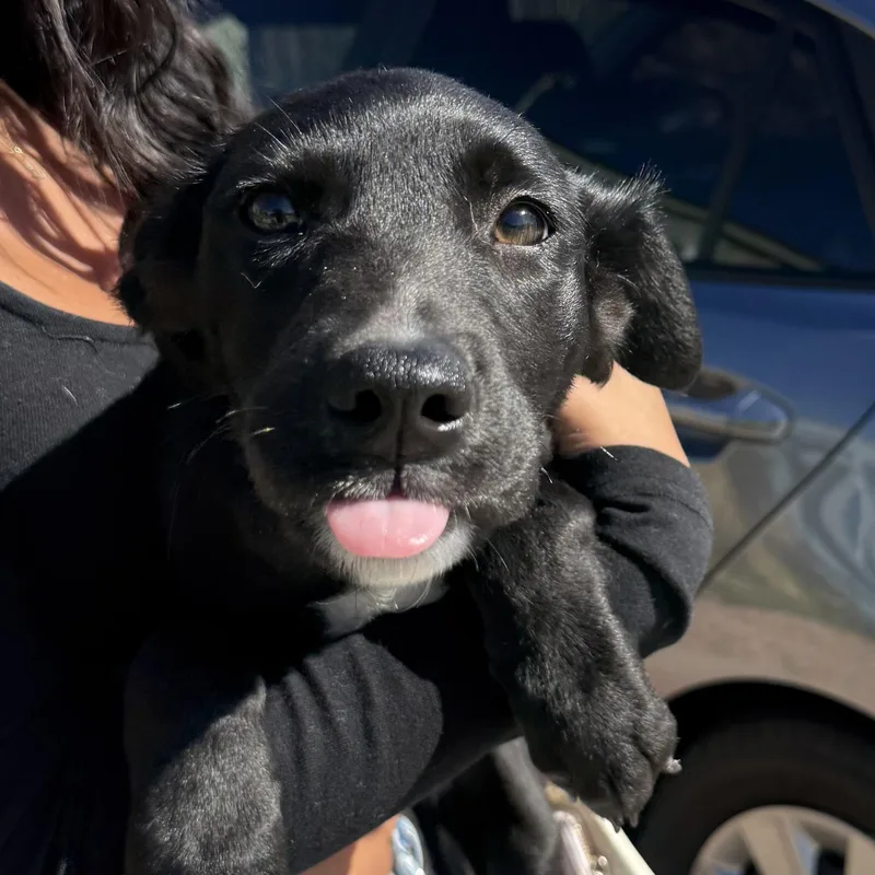 A young medium-sized female Black Australian Cattle Dog / Blue Heeler dog named Capri for adoption in San Diego, CA