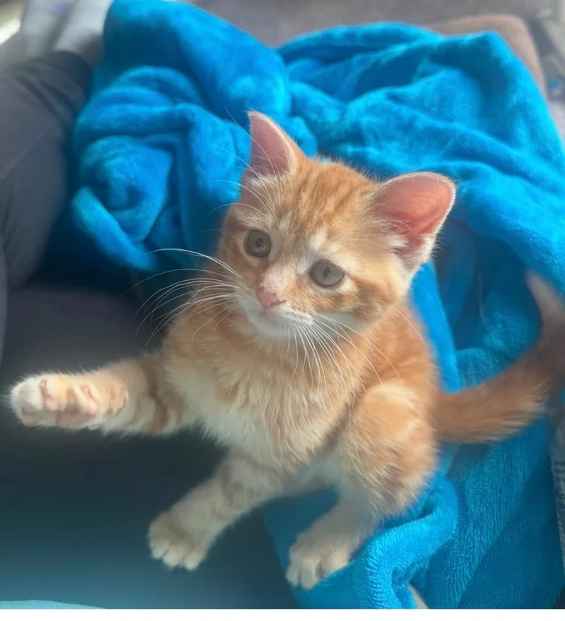 A baby medium-sized female Orange / Red Tabby cat named Ember for adoption in Wyandotte, MI