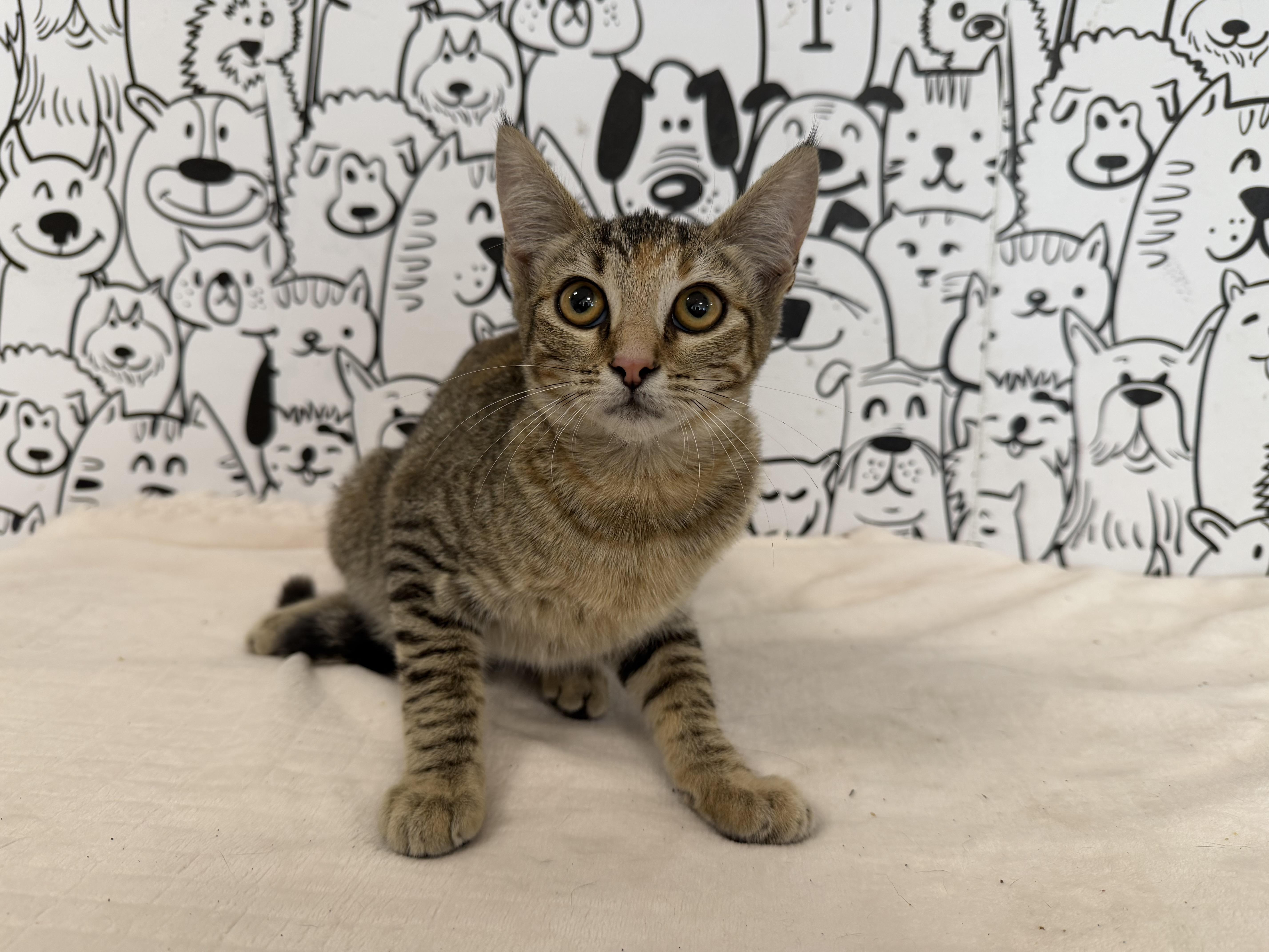 A baby small-sized female Domestic Short Hair cat named Monica for adoption in San Pedro, CA
