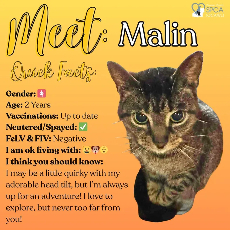Malin thumbnail 2