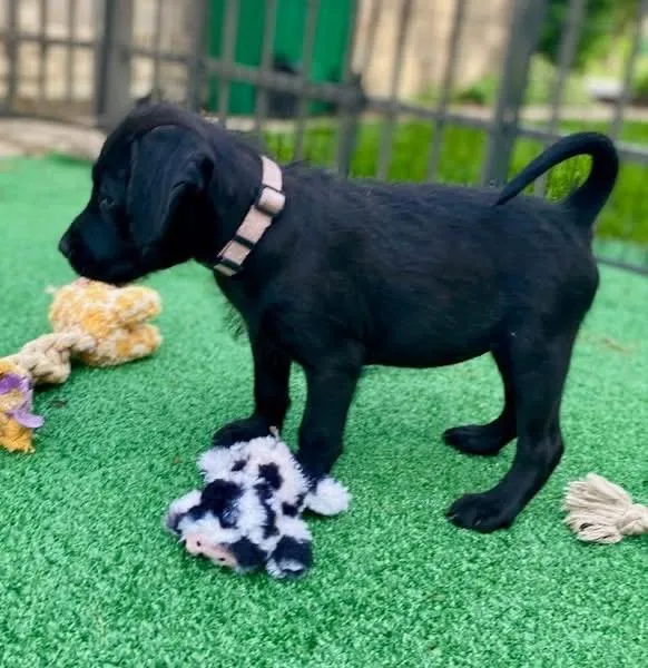 A baby medium-sized female Black Schnoodle dog named Hannah for adoption in Orland Park, IL