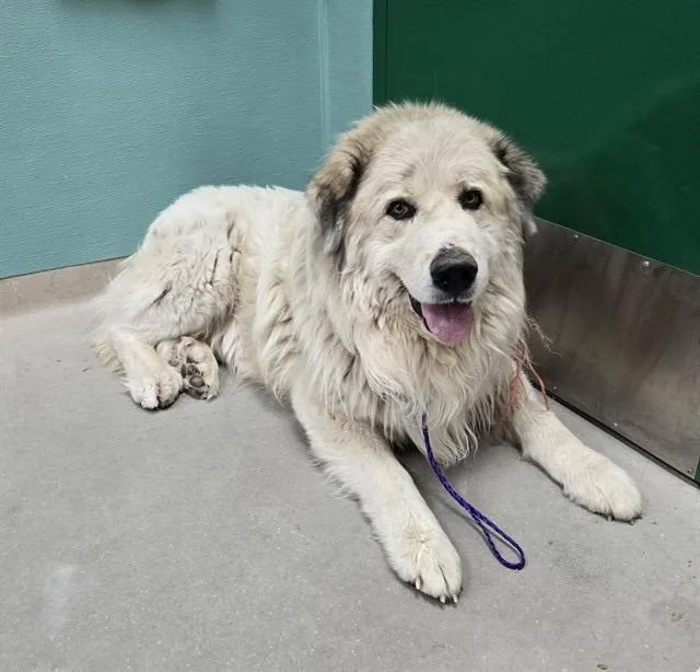 An adult extra large-sized male Great Pyrenees dog named Clide for adoption in Reno, NV